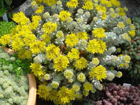 Sedum spathulifolium 'Cappe blanco'
